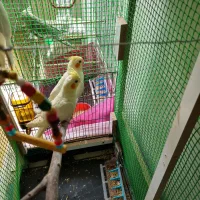 جوجه عروس هلندی