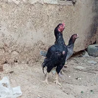 مرغ و خروس نسل دار ضمانتی|حیوانات مزرعه|مهرستان, |دیوار