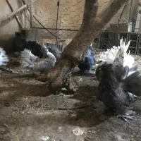 کبوتر زینتی چتری|پرنده|بابل, |دیوار