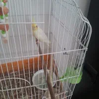 عروس هلندی فرار کرده