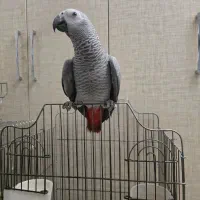 اکلکتوس طوطی راهب کاسکو گرینچیک کاکادو