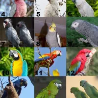 طوطی کاسکو لری گرنچیک اکلکتوس کایک کوتوله و....