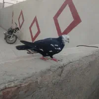 کفتر|پرنده|بناب, |دیوار