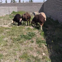 میش داشتی