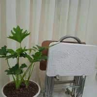 میز عسلی