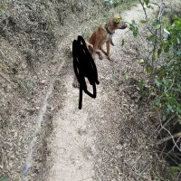 واگذاری توله ماده ۶ ماهه سرابی