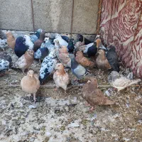 تعداد 36عدد کبوتر همه رقم برا فروش|پرنده|کبودرآهنگ, |دیوار