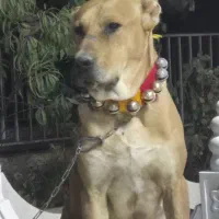 سگ دزدیده شده|سگ|مشهد, فرخد|دیوار