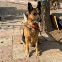 سگ ژرمن|سگ|رباط‌کریم, پرندک|دیوار