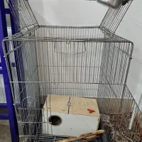 قفس کاسکو