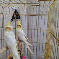 عروس هلندی لوتینو مولد|پرنده|طبس, |دیوار