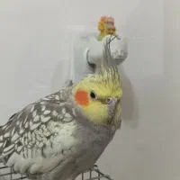 فروش عروس هلندی ماده