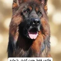 سگ ژرمن‌ نر|سگ|شیراز, معالی‌آباد|دیوار