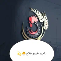 فروش مرغ و خروس گوشتی ارگانیک|حیوانات مزرعه|قم, علی آباد سعدگان|دیوار
