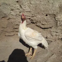 خروس لاری سفید تاج مهر