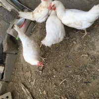 مرغ تخم گذار