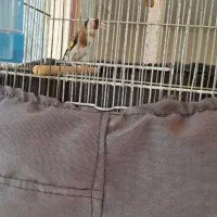 سره نر ه قیمت  ۳۵۰۰۰ تومان|پرنده|نسیم‌شهر, |دیوار