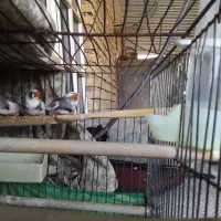 فروش فنچ نژاد دار انگلیسی|پرنده|دهلران, |دیوار