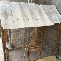 قفس برای پرنده