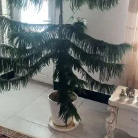 گل کاج مطبق