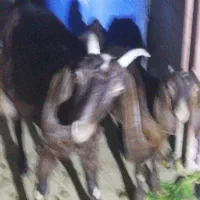 بزجوان وسرحال|حیوانات مزرعه|خورموج, |دیوار