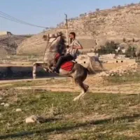 کره نریان دوسر تایید|اسب و تجهیزات اسب‌سواری|تهران, ترمینال غرب|دیوار