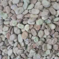 بذر باقله هیستال اسپانیایی