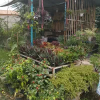 گلخانه
