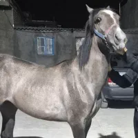 کره مادیان