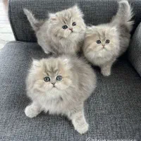 گربه بچه سالم و دوسداشتنی کاملا تربیت شده|گربه|قم, جوی شور|دیوار