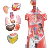 مولاژ نیم تنه بدن انسان ۱۱ تیکه با نمایش ماهیچه