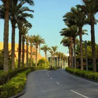 نخل عمانی تنه دار از یک متر تا 4 برای زیبایی ویلا