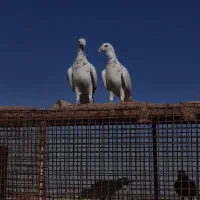 100 عدد کبوتر ضربه