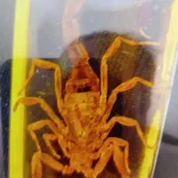 رزین اصلی|بدلیجات|کرمانشاه, |دیوار