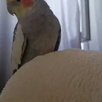 عروس هلندی گم شده