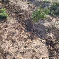 دوهزارمترزمین باغی سند تکبرگ حسین آبادمامونیه ساوه