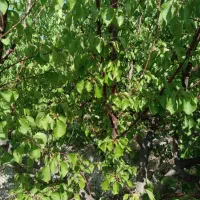 باغچه چهار دیواری فوری فروش در بهترین کوچه خدایار|فروش زمین و ملک کلنگی|ماهدشت, |دیوار