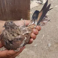 ماده کله ایی برنجی 8پره