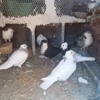 کفتر طوقی  ساده کرواتی