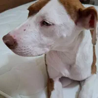 پیتبول ماده ۵ انگشتی ۶ ماهه اصل|سگ|تهران, سعادتآباد|دیوار