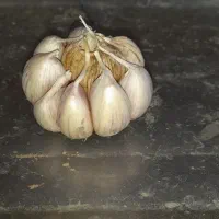 سیر بنفش درجه ۱ ترشی و بذری