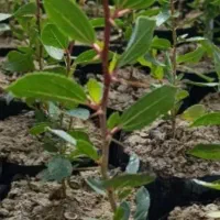 نیازمند نهال کنار