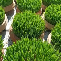 سبزه عید 1405|گل و گیاه طبیعی|برازجان, |دیوار