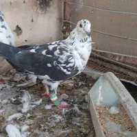 کبوتر