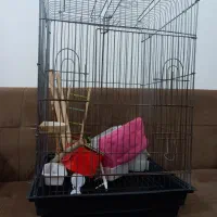 قفس ۱۰۳۳و لوازم پرنده قناری، عروس هلندی، گرینچیک