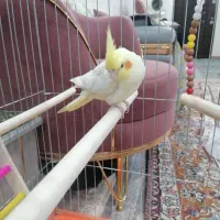 عروس هلندی ماده معاوضه با نر|پرنده|بندر ماهشهر, |دیوار