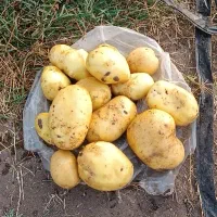 سیب زمینی اگریا