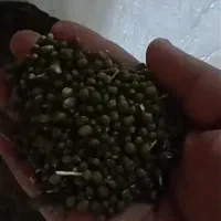 ماش سبز ودرشت وتمیز|خوردنی و آشامیدنی|بهمن صغاد, |دیوار