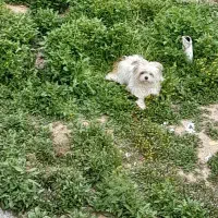 واگذاری پاکوتاه