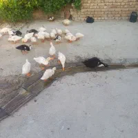 اردک